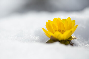 雪の中の福寿草・コピースペース左