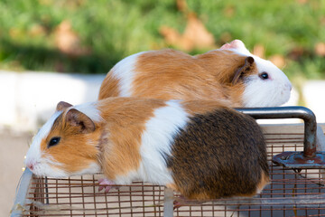 American guinea pig on outdoor cage, pet