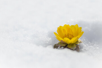 春を告げる福寿草