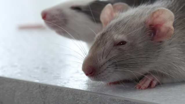 The muzzle decorative rat close-up. Macro photography of a rodent. Portrait of a pest.