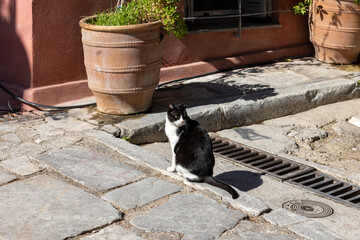 A cat basking in the sun, a common sight on the streets in the city, Athens, Greece