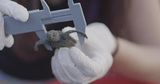 Marine biologist using a micrometer to measure baby Carey sea turtle carapace CLOSE UP