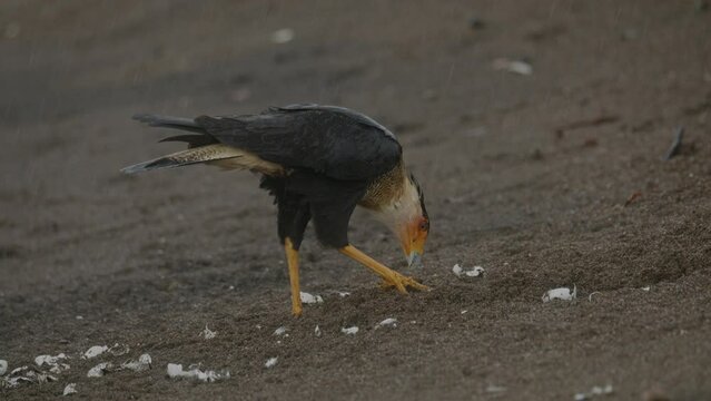 Crested caracara forages for food and eats sea turtle on Costa Rica beach