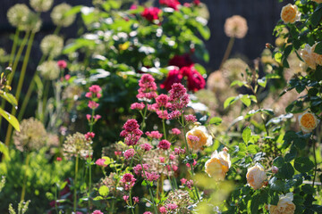 Beautiful view of english roses and other perennial flowers in bright sunshine in the perennial...