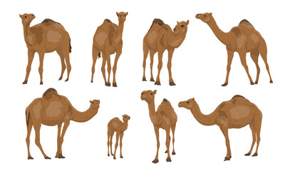 Set of Dromedary camels Camelus dromedarius. Adult camels and their calves stand and walk. Realistic vector animals