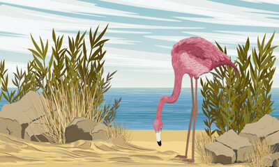 Flamingo stands on the seashore. Birds of Africa and South America. Anser caerulescens. Realistic vector landscape