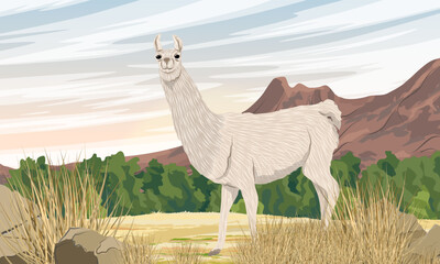 A llama walks along a sandy road at the foot of a mountain range. Domesticated animals of South America. Realistic vector landscape