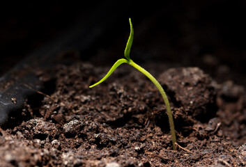 A tomato comes from a seed in the ground in the spring. Macro