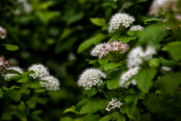 白いシモツケの花