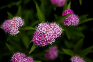 ピンクのシモツケの花