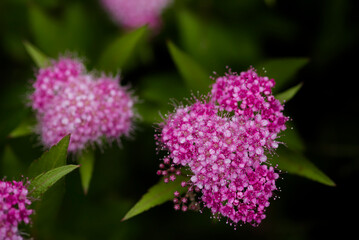 ピンクのシモツケの花
