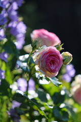 Beautiful english roses in glorious summer morning sunshine in the perennial cottage garden.	