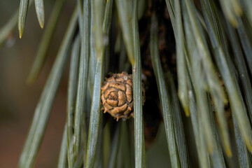 a small adorable cone surrounded by needles