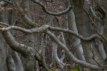 a fascinating forest with twisted branches