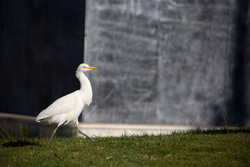 Heron walks on the lawn in the park. Beautiful bird on long legs looking for food in the grass
