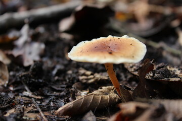 A meadow mushroom, standing tall on a bed of dry leaves, and posing on a blanket of humus in the rich, virgin forest.