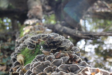 Beautiful cluster of oyster mushrooms, resting on a trunk, which is itself resting on the riverbank and surrounded by the nature of the pristine forest