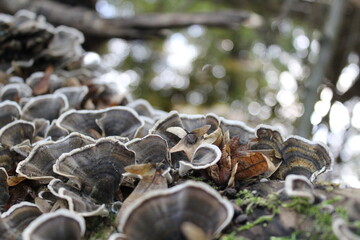 Beautiful cluster of oyster mushrooms, resting on a trunk, which is itself resting on the riverbank and surrounded by the nature of the pristine forest.