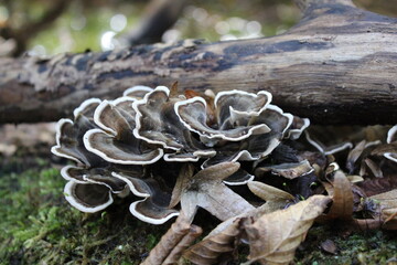 Beautiful cluster of oyster mushrooms, resting on a trunk, which is itself resting on the riverbank and surrounded by the nature of the pristine forest.