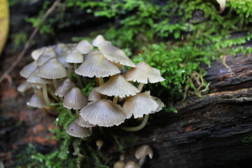 Beautiful cluster of white mushrooms, their caps opening; emerging and growing from a trunk and surrounded by the nature of the pristine forest.