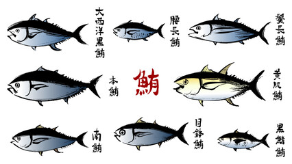 鮪の和風ベクターイラストセット（カラー）。