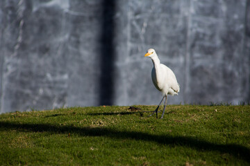 Cattle egret walks across the lawn looking for insects to feed on. Beautiful white bird on the grass in the park