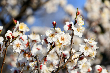 白い梅の花