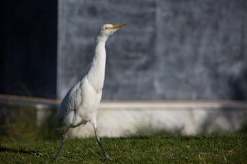 White heron proudly walks forward along the lawn in the park. Close photo cattle egret