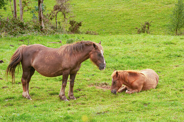 Naklejka na ściany i meble A pair of brown mares resting on the green meadows.