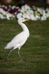 Cattle egret walks along the lawn in the park in search of food. Bird hunts insects in the grass