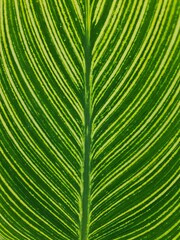 green leaf stripe background for wallpaper