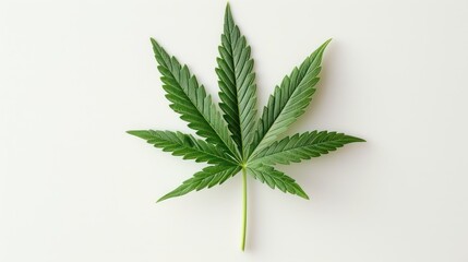 cannabis leaf on a white background