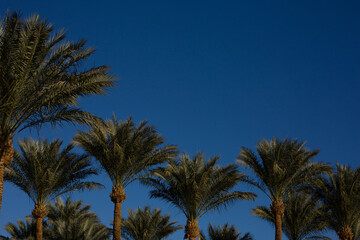 Fototapeta na wymiar Palm foliage against blue sky. Row of tall palm trees with clear sky in the background