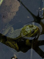 A frog