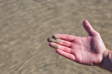 Tiny hermit crab with a shell in the sand in human hand against the backdrop of the clear sea