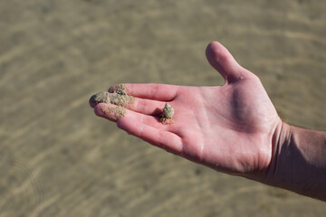 Hermit crab in the hand of a man against the backdrop of the red sea with clear water