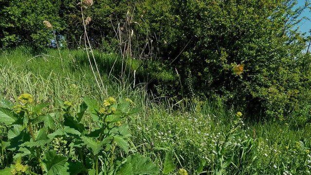 Farfalla in volo su fiori gialli