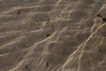 Small shell underwater next to white tiny crab on a sandy coast on a sunny day