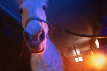 Portrait of a white horse looking at the camera. Color cinematic lighting - obrazy, fototapety, plakaty