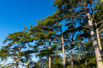 Fototapeta premium Tree Mountain pine with a large domed crown and a large trunk, grows in the mountains.