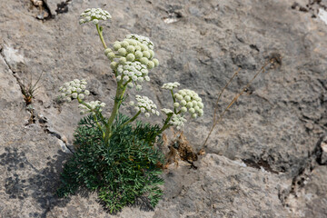 Seseli Gill, wild carrot flower, yarrow flower, Millefolium Achillea, solitary plant on gray limestone marble stone background.