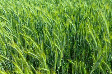 Green spikelets of wheat in the agricultural field. Background. Soft focus.