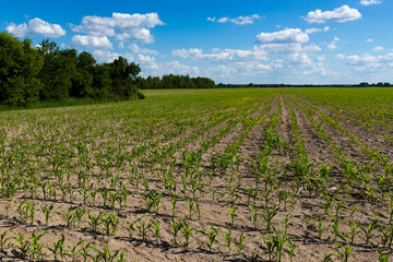 Fototapeta na wymiar Young green sprouts, shoots, corn on an agricultural field against the sky. Landscape