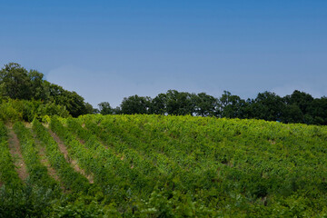 Fototapeta na wymiar Rows of vines in a vineyard stretching into the distance against a blue sky,