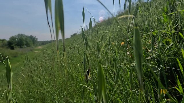 Ascalafo bianco si alza in volo