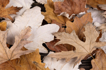 Background of dry, withered autumn maple leaves. copy space.