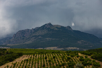 Fototapeta na wymiar Rows of vines against the backdrop of a mountain with stormy autumn clouds. Landscape.