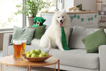 Cute Samoyed dog with green necktie sitting on sofa at home. St. Patrick's Day celebration - obrazy, fototapety, plakaty