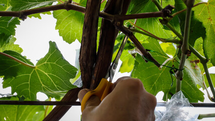 A man is pruning the grapevine. A skilled gardener cutting off wilted leaves on grapevine with...