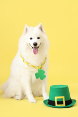 Cute Samoyed dog with leprechaun's hat and clover on golden chain against yellow background. St....